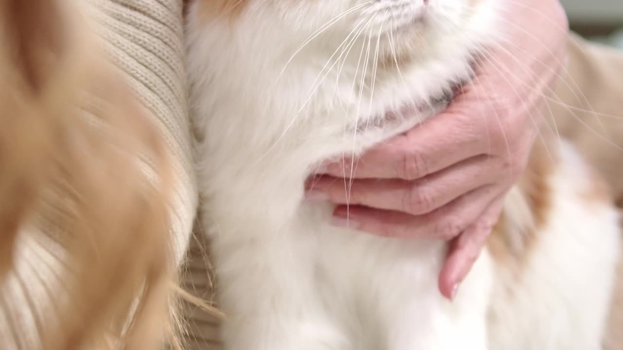 Affection