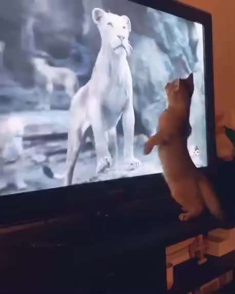 Cat vs Lion