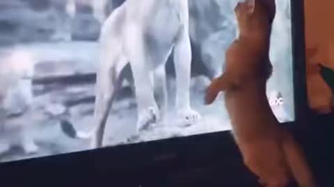 Cat vs Lion