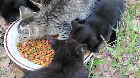 Baby kittens eating