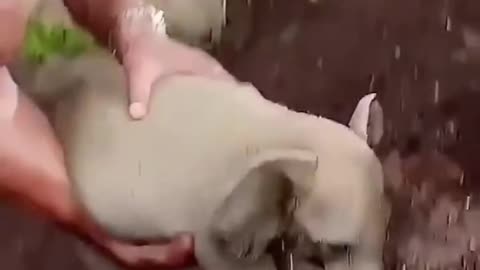 Viral Video