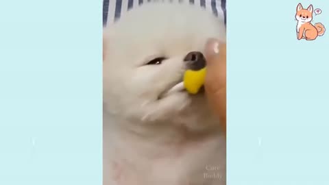 Try Not to Laugh - Puppies Edition #14