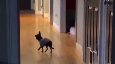 Dog on it's way to start some shit for no reason