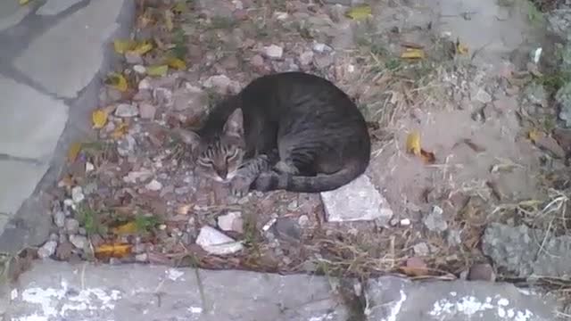 Gatinho com sono cochila no meio da calçada na rua, ele deve ter dono [Nature & Animals]