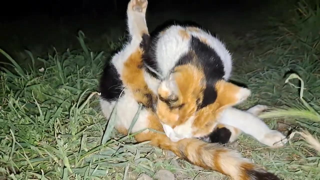 Baby kittens are waiting for their mother. The mother cat walks the street with another cat at night