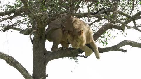 Lion Is Stuck In A Tree | Dynasties: On Location | BBC Earth