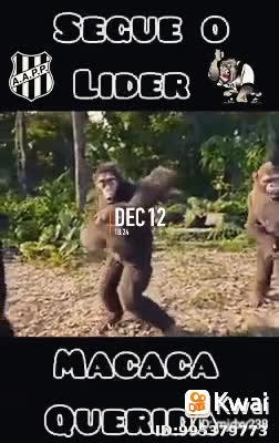 os macacos cantores no ano novo