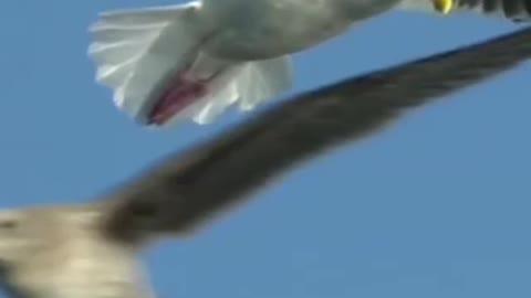 The Eagle Mentality | Best Motivational Video | #shorts