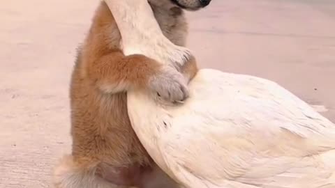 The dog lost his mother at an early age