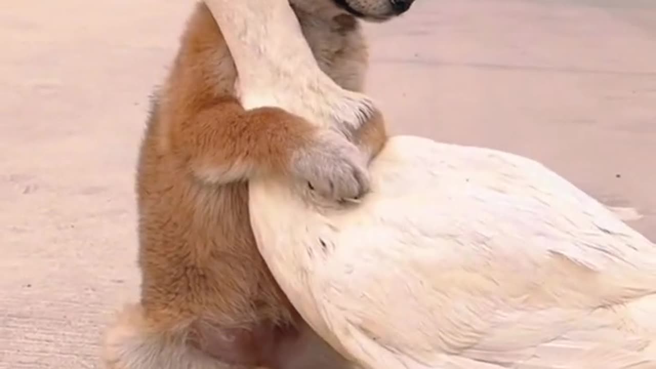 The dog lost his mother at an early age