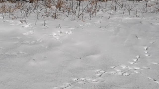 Cutting wood in the snow