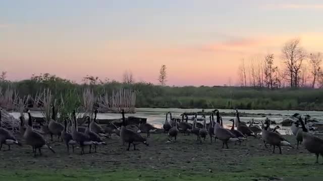 geese band together to defend against possum intruder video