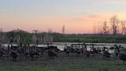 geese band together to defend against possum intruder video
