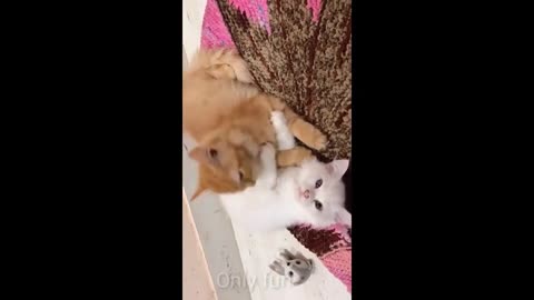 Baby cat_cute and funny cat video compilation/2022 only fun