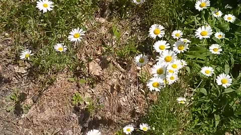 Daisies