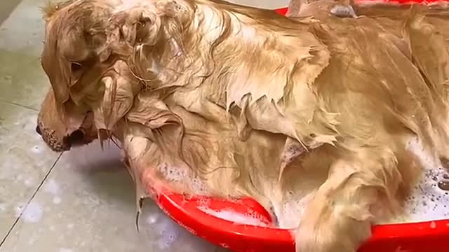 Golden Retriever bites owner's bank card😛 Dog steals eat dragon fruit and pretend to die🤤