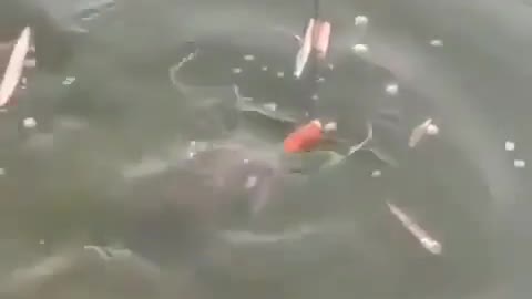 This is a beautiful and charming water-dwelling species