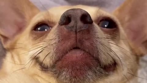 Dog Funny Dance