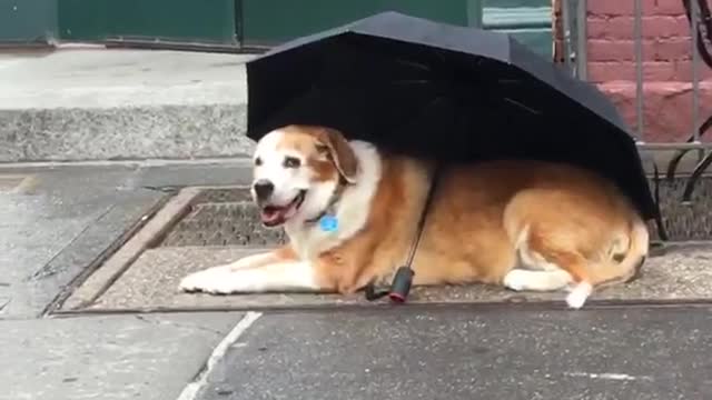 Dog outside coffeeshop with umbrella