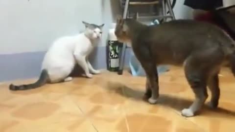 Cat funny
