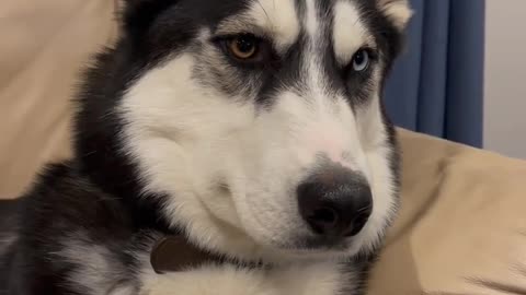 Husky musky Dog prank videos