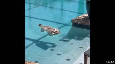 best dog videos
