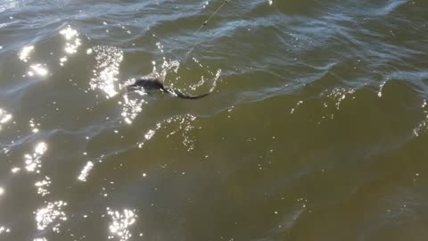 Bonnet head shark
