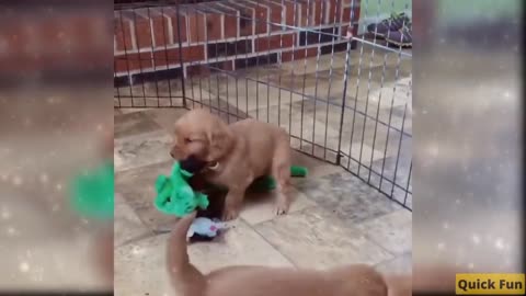 Dogs and Cats, Baby Pets Funny Videos