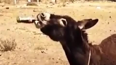 Funny goat 🐐🐐🐐😂😂😂
