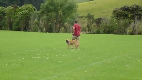 How to stop Dog Aggression Quickly and Easily In a few steps!