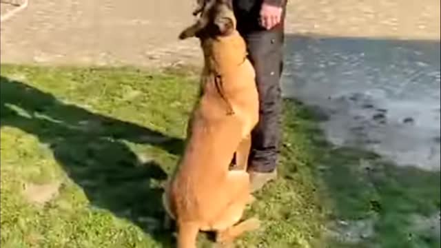 Dog Training Videos