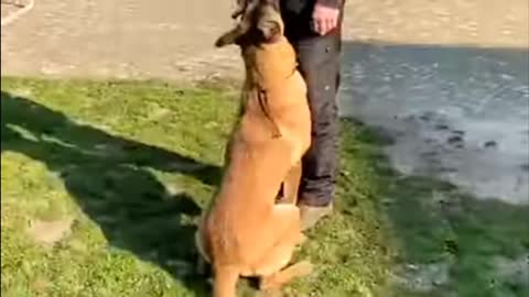 Dog Training Videos