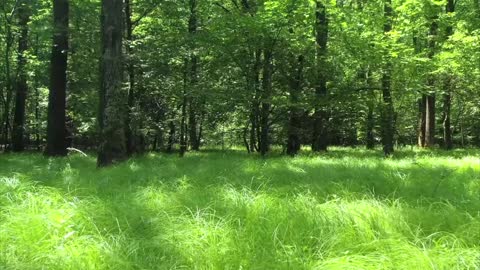 Beautiful stock video
