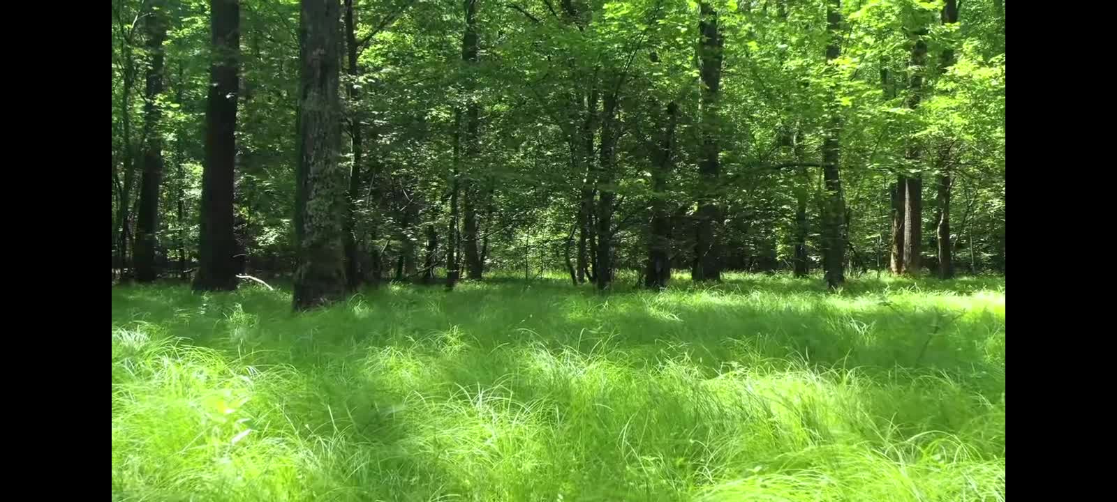 Beautiful stock video