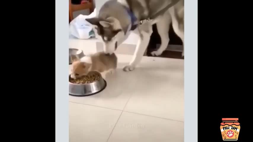 Best Animal videos-try not to laugh