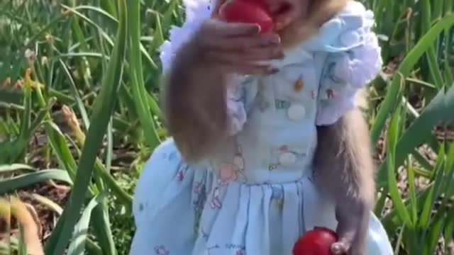 It's a lady monkey or baby monkey🐒 ?