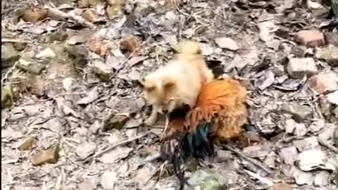 funny animals fight