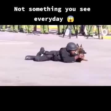 Dog Training Best Top trainar