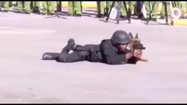 Dog Training Best Top trainar