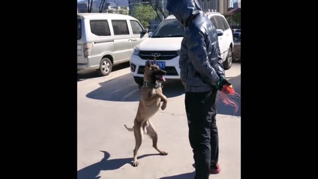 Animals are being funny