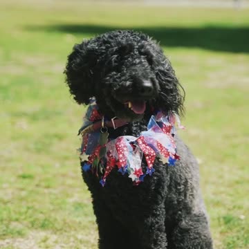 This black dog is so cute.