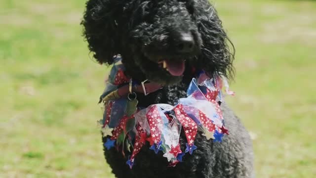 This black dog is so cute.