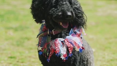 This black dog is so cute.