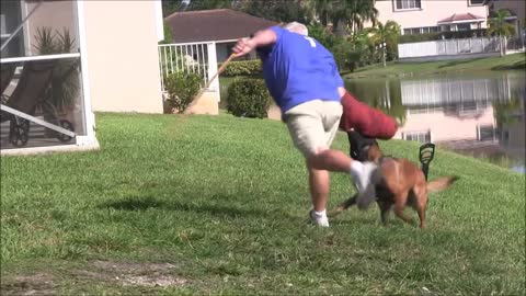 Train your dog to become a Guard Dog