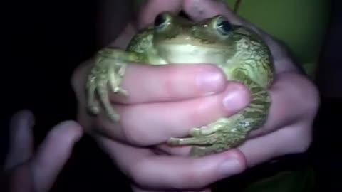 Frog Screams