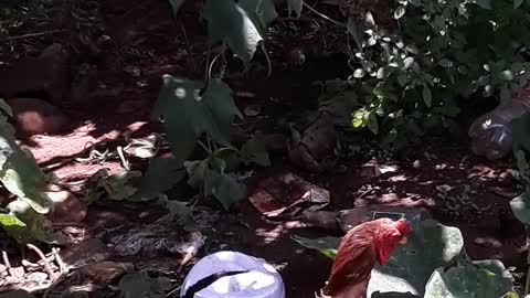 Rooster Pretends to Be Sick When People Approach