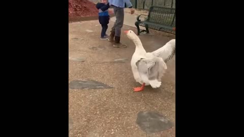 That GOOSE is WILD!
