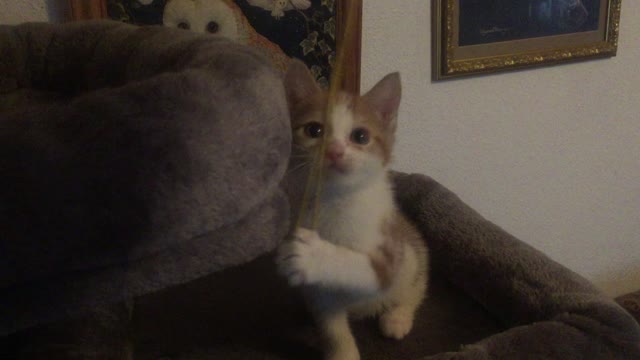Adorable kitten Sleepy Joe playing with string