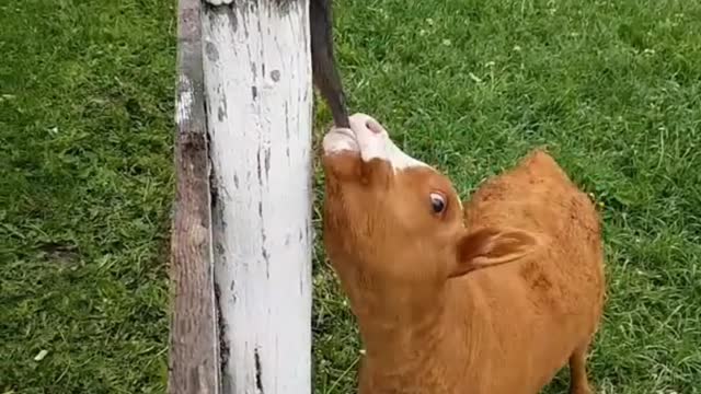 A NEWBORN BABY CALF COW FRIEND WITH CAT