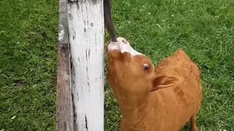 A NEWBORN BABY CALF COW FRIEND WITH CAT